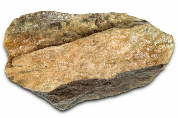 Fossil Tyrannosaur (T rex) Bone Section - Wyoming #352820